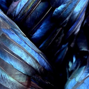 theshadowofthewings avatar