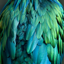 theshadowsplayatnight avatar