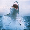 thesharkeye-blog avatar