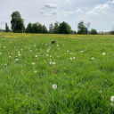 theshitsidontgive avatar