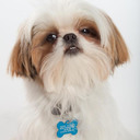 theshitzu-blog avatar