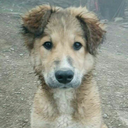 theshottoremember avatar