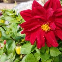 theshutterbug avatar