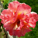 thesidethatiscalm avatar