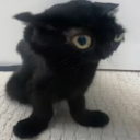 thesilenceinthetrees12 avatar