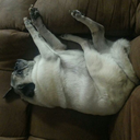 thesilentgrey avatar