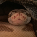 thesillylittlesnek avatar