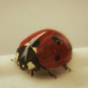 thesillypolice avatar