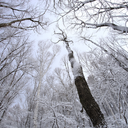 thesilverbeams avatar