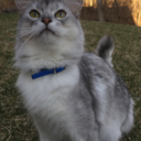 thesilversquirrel avatar