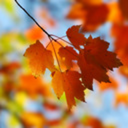 thesimple-things avatar