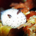 thesimplebean avatar