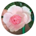 thesimpleleaf avatar