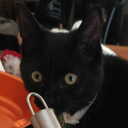 theskittishkittish avatar