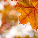 thesleepywiitch-blog avatar