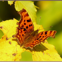 thesmalldelights avatar