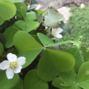 thesmallgarden avatar