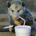 thesmokingpossum avatar