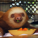 thesolsticesloth avatar