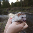 thesomeonelikefrostbittenstuff avatar