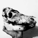 thesonofdionysus avatar