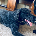 thesoundofanaccordian avatar