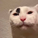 thespacelibra avatar