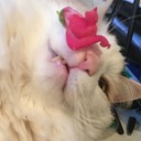 thespooniewrites avatar