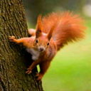 thesquirreloverlord avatar