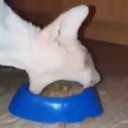 thestararcade avatar