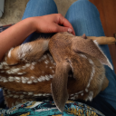 thestarsaresapphic avatar