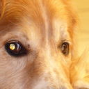 thestarshinerose avatar