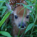 thestarvingsaint avatar