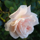 thestateofardadreaming avatar