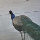 thestoner42069 avatar