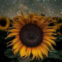 thestrangerscase avatar