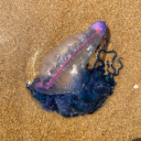 thestrangestentity avatar