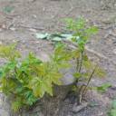 thestrawberrybunny avatar