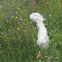 thestressedpancake avatar