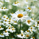 thestudiousbarista avatar