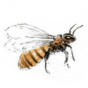 thestudyingdutchess avatar