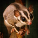 thesugarxperience avatar