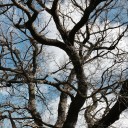 thesumofallmyfears avatar