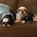 thesuperstarblogger avatar