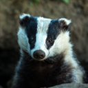 thesupremebadgerboy avatar