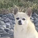 thesweetestleaf avatar