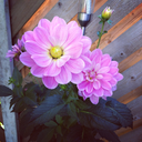 thesweetestvee avatar