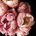 thesweetgoose avatar