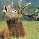 theswiggityswagstag avatar