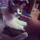 theswingsheep avatar